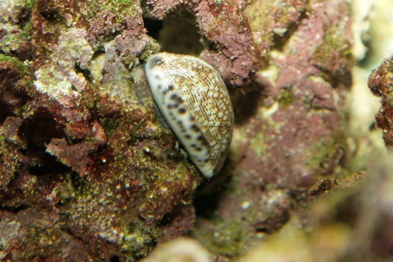 Cypraea tigris (tiger cowrie), Aquarium.jpg - Cypraea tigris (tiger cowrie)